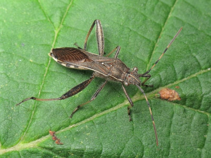 Camptopus lateralis (Germar, 1817)